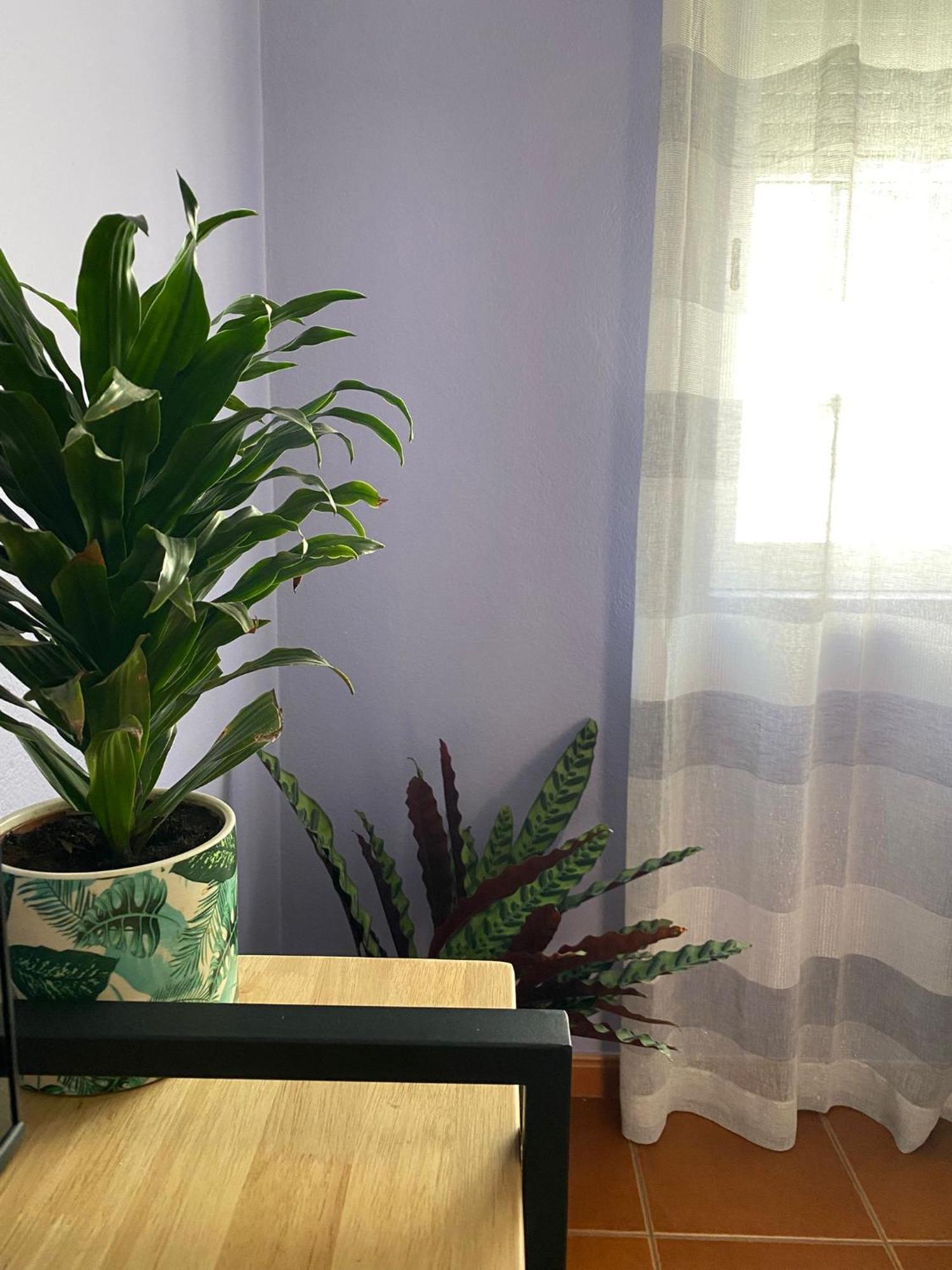 Apartamento Vicentino Vila Nova de Milfontes Eksteriør bilde